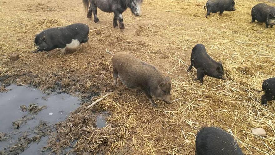 Los cerdos vietnamitas están criando con mucha rapidez en Mula.