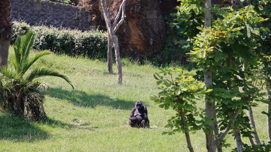 El coronavirus ataca a los gorilas de Cabárceno