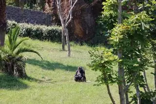 El coronavirus ataca a los gorilas de Cabárceno