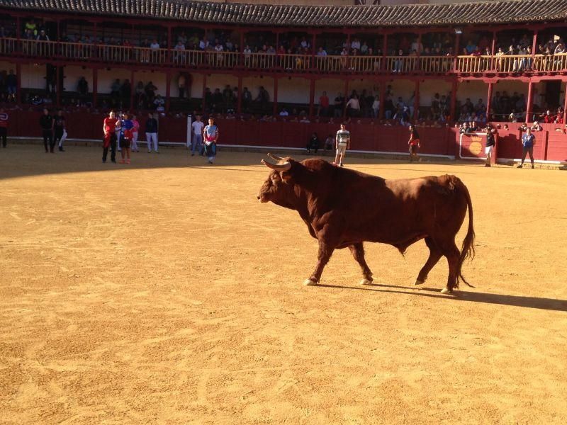 Toro de cajón y encierro urbano en Toro