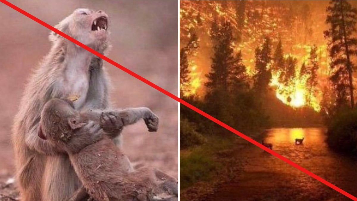 El mono con su cría muerta en un incendio y las llamas de un fuego anterior en Montana (EEUU) son algunas de las fotos virales que no se corresponden con la tragedia que vive ahora el Amazonas.