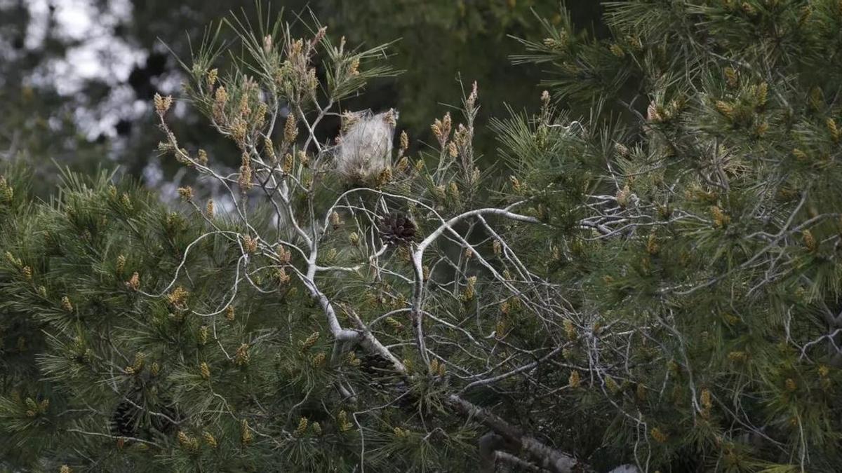 Procesionarias en pinos en Torrent.