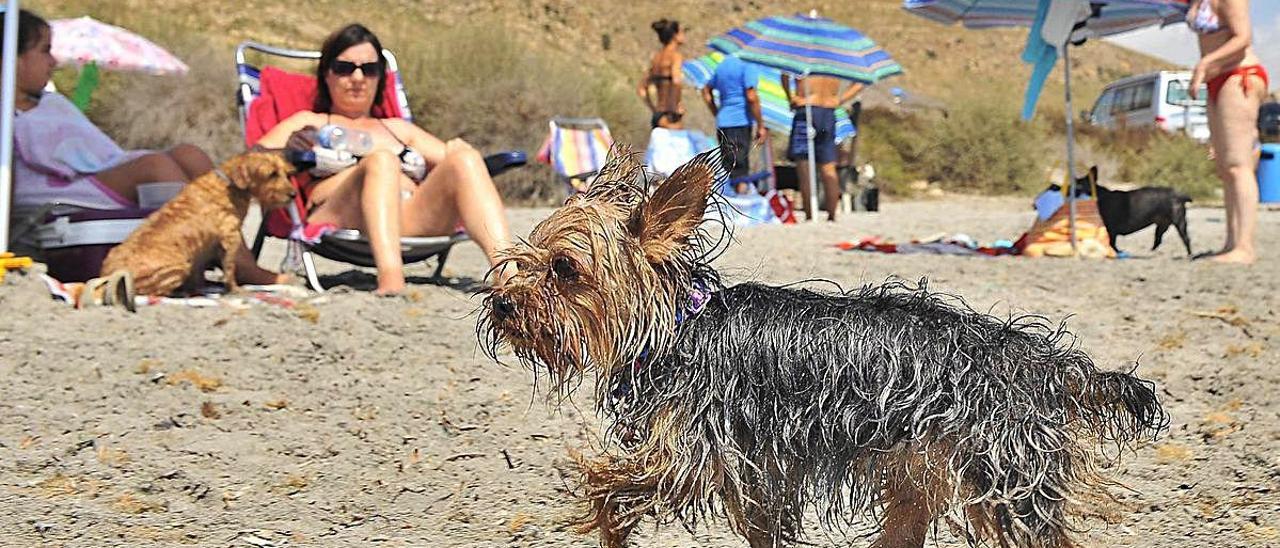 La playa canina Caleta dels Gossets, en una imagen de archivo.