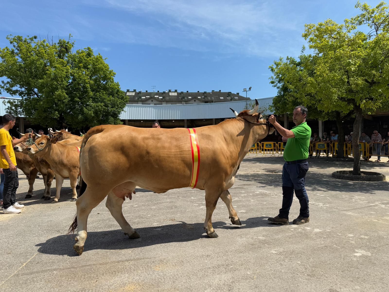 Así ha sido la entrega de premios del XI Certamen de Ganado Vacuno de Asturiana de los Valles de Grado