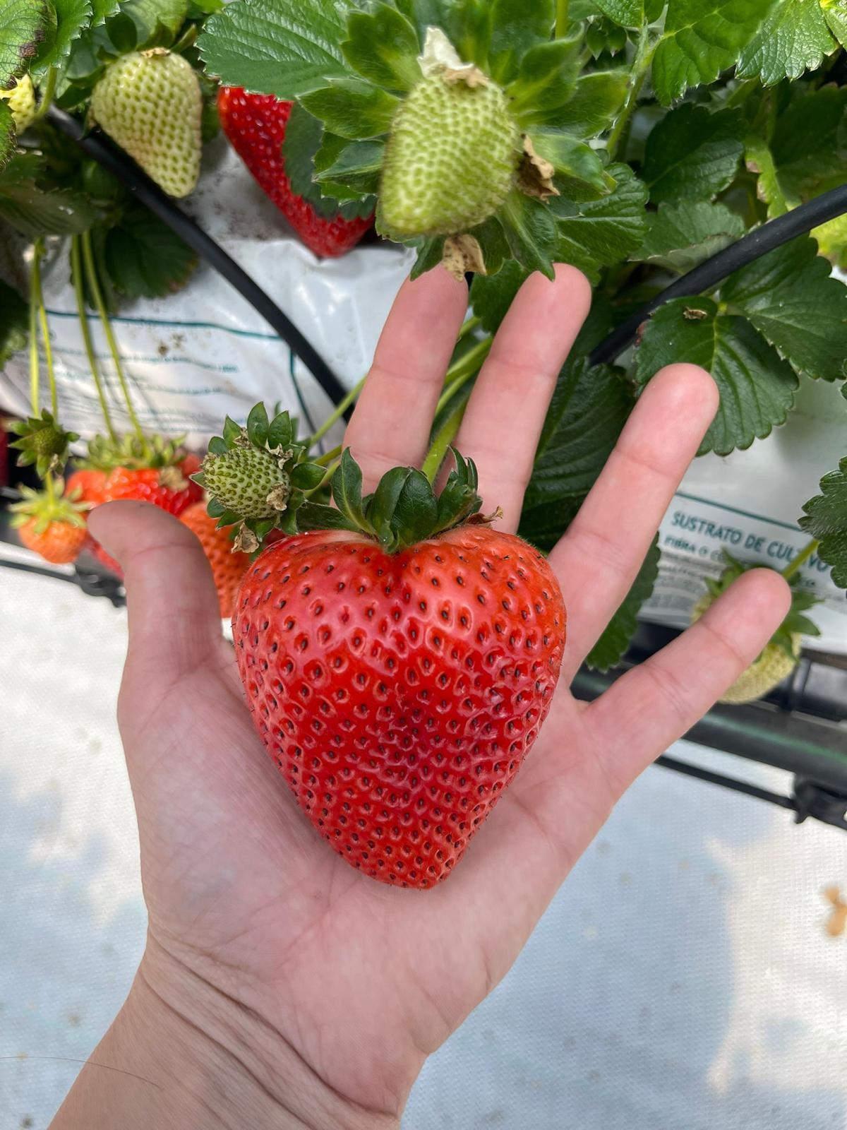 Hidroponía murciana para la fresa de Uruguay: el modelo que está transformando el cultivo sin suelo en el país