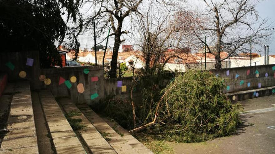 Árboles caídos en la cancha deportiva del CEIP Aguamansa, en el municipio de La Orotava.