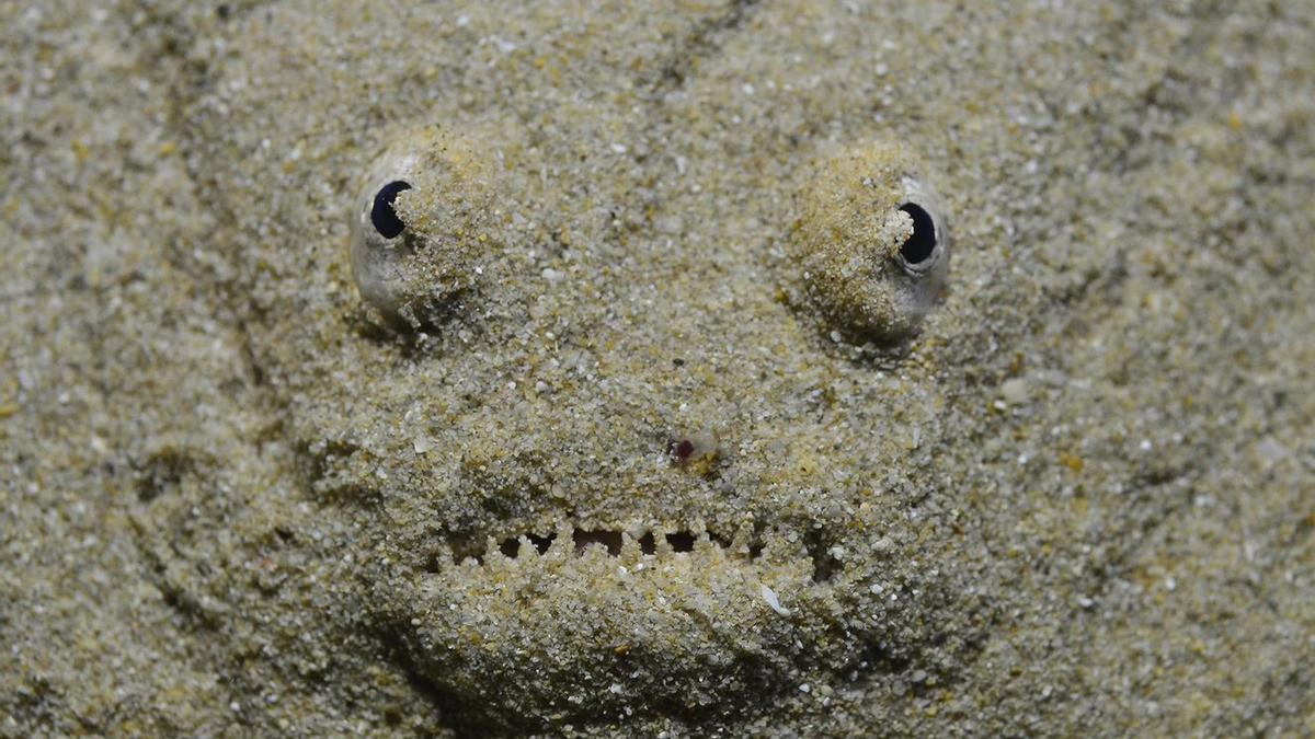 Ein im Sand verborgener Fisch. "Formen im Sand", ein Finalist des Fotowettbewerbs Mare 2021.