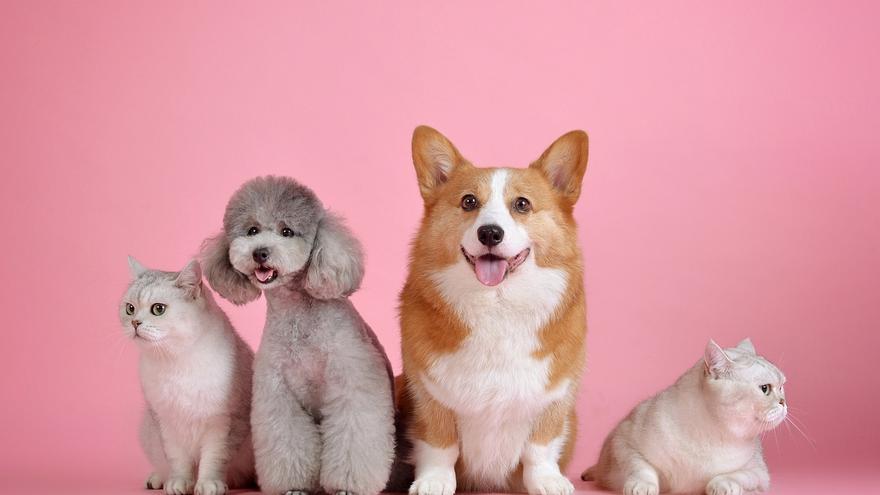 ¿Gastos o inversión? Un estudio revela cuánto puedes ahorrar por tener un perro o gato
