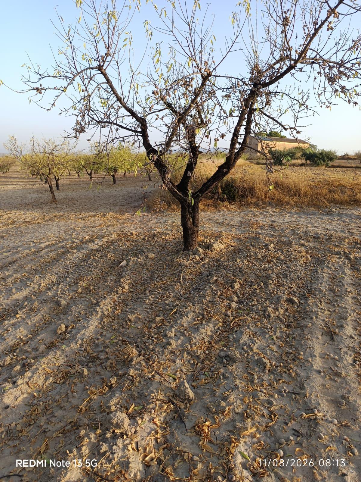 Zona afectada por el granizo