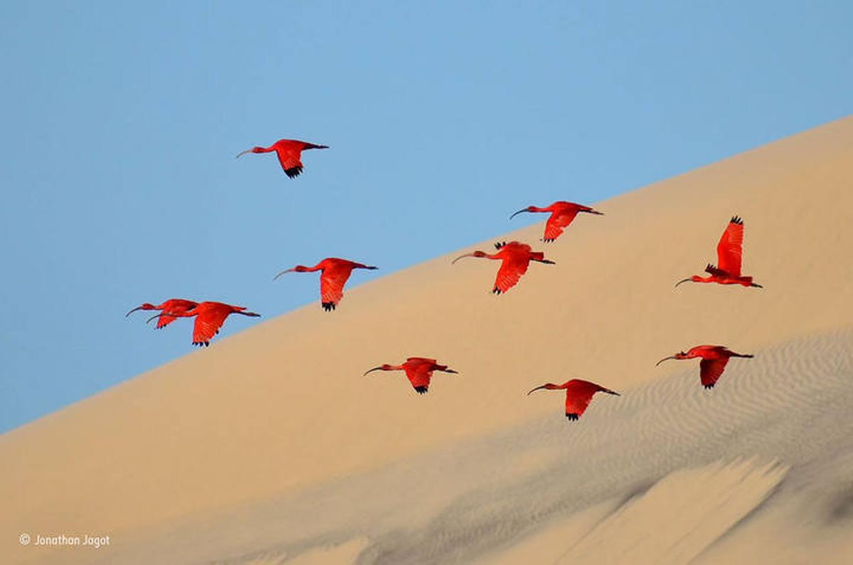 Las mejores fotos del concurso 'Wildlife Photographer of the Year'