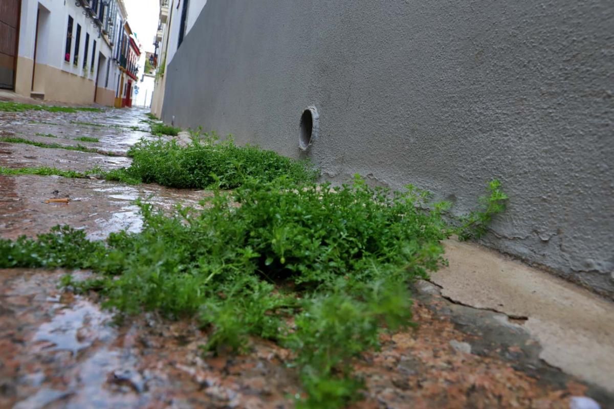 El día en el que reinó el verde