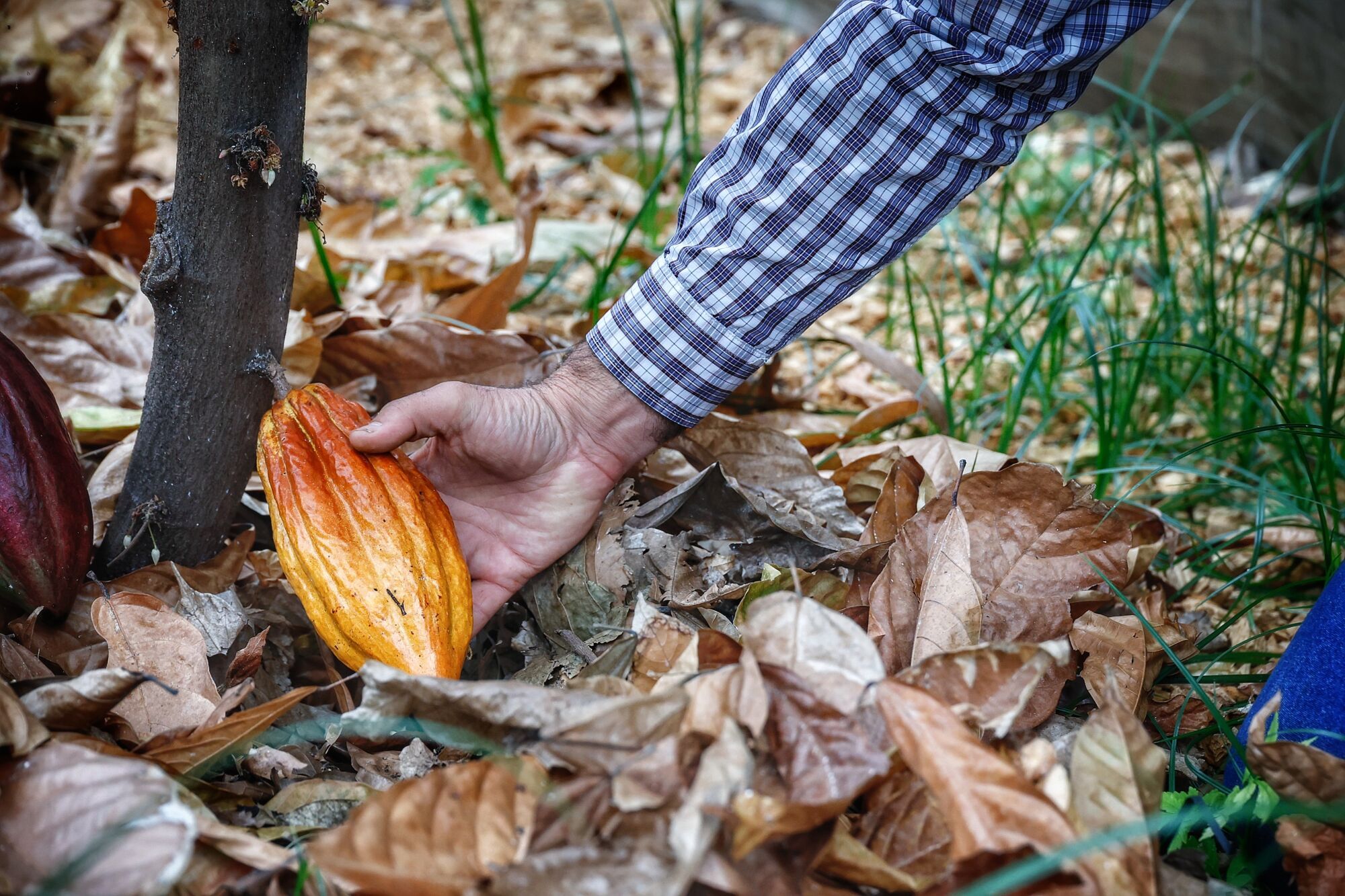 Finca de cacao en Valle de Guerra