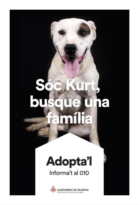 València pone cara y nombre a los perros de Benimàmet que buscan familia de adopción