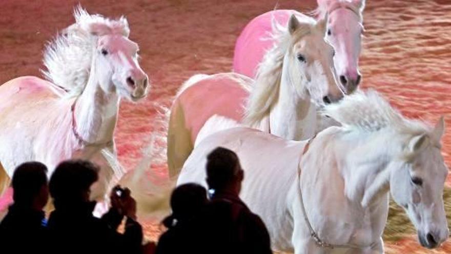 Ejemplares en el Salón Internacional del Caballo de Pura Raza Española.