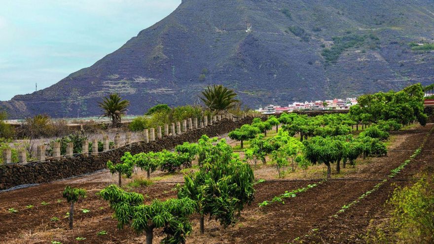 La Laguna reactiva el banco de tierras para recuperar las zonas de cultivo