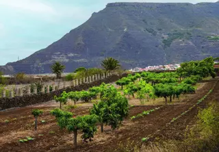 La Laguna reactiva el banco de tierras para recuperar las zonas de cultivo
