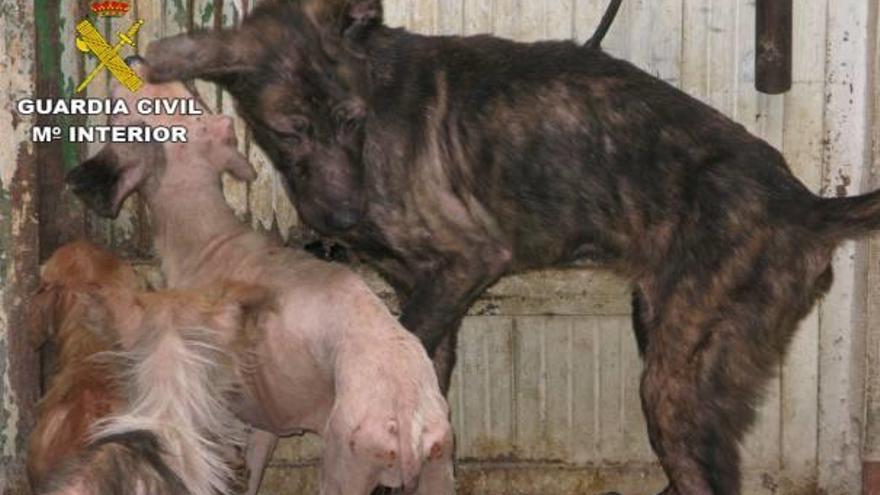 Grupo de perros que tenía hacinados en la casa.