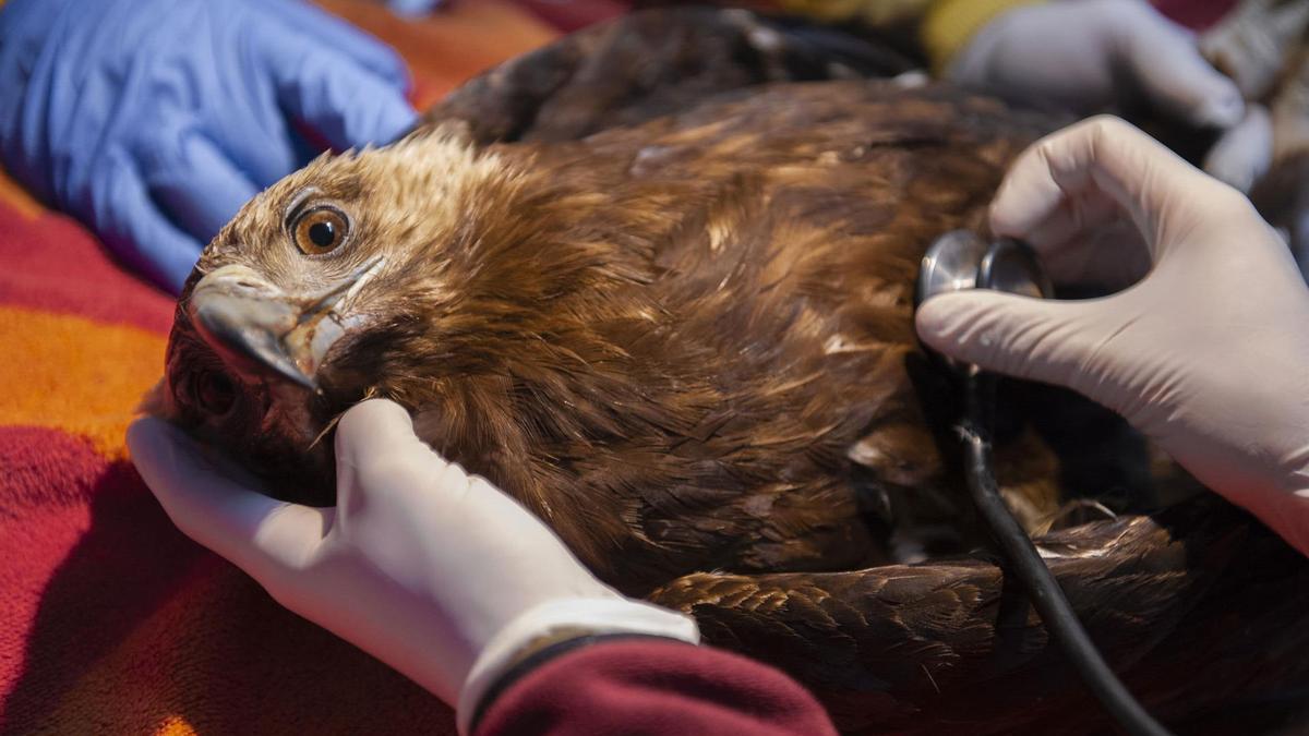 Una rapaz herida recibe atención en el Centro de Recuperación de Fauna Silvestre &quot;El Chaparrillo&quot;, en Ciudad Real.