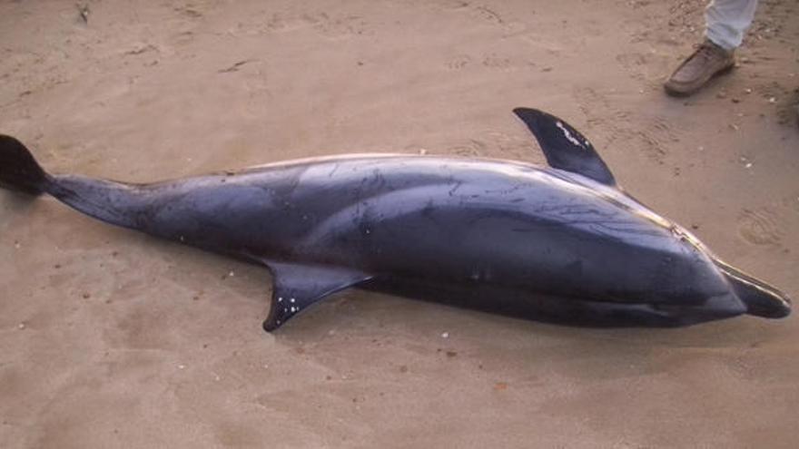 Aparece un delfín listado muerto en la playa del Arenal de Calp