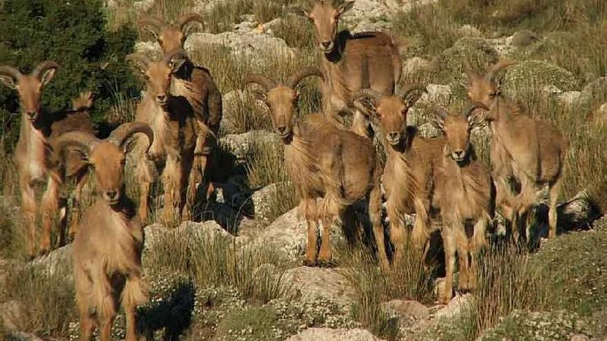 Abren la veda para cazar otros 538 arruís en Sierra Espuña para equilibrar la población