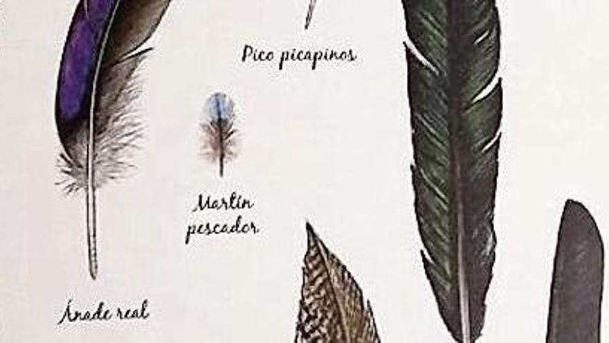 Una mirada al mundo de las aves para descubrir "pajareros"