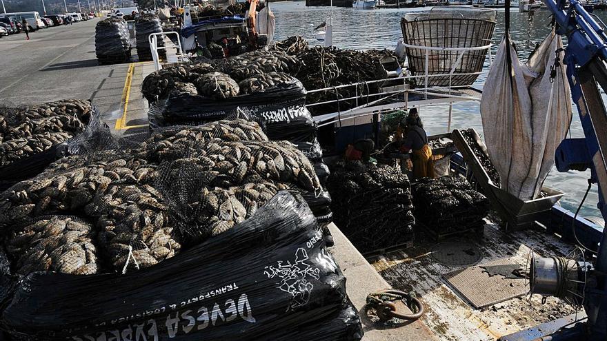 Bateeiros trabajando ayer en la descarga de mejillón en el muelle de Bueu. | // GONZALO NÚÑEZ