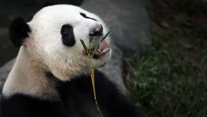 Male Giant Panda Kai Kai, one of two Giant Pandas from China is seen in its enclosure on Monday Oct. 29, 2012 in Singapore. These two Giant Pandas are from China and will be residing at the River Safari Singapore, part of the Wildlife Reserves Singapore’s new attraction opening in 2013. This is part of the organization’s continuous efforts in boosting tourism and generating public awareness of the world’s struggle in preserving its endangered species.(AP Photo/Wong Maye-E)