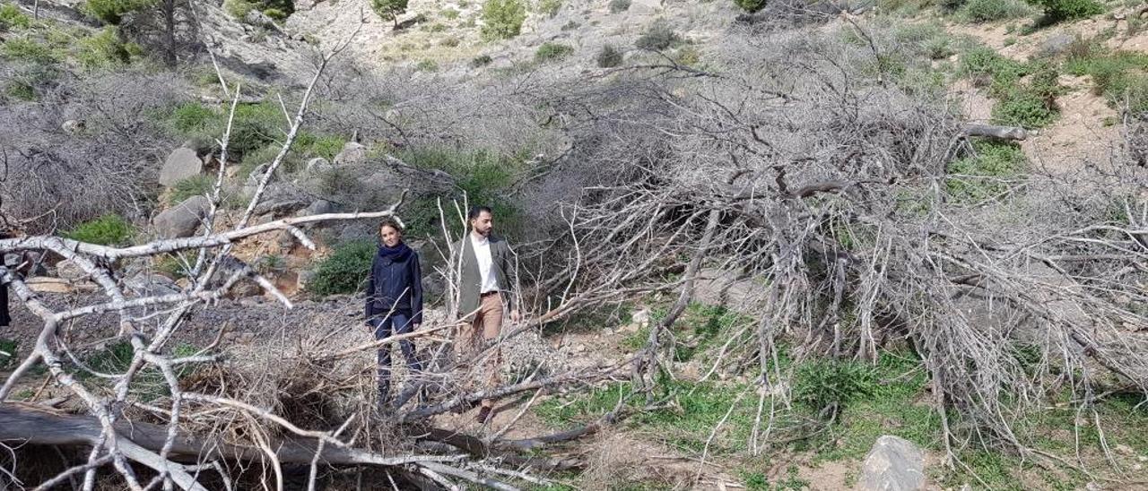 Troncos y árboles secos acumulados en la falda de la Sierra de Orihuela en la pedanía oriolana de La Aparecida, y que taponan un barranco.