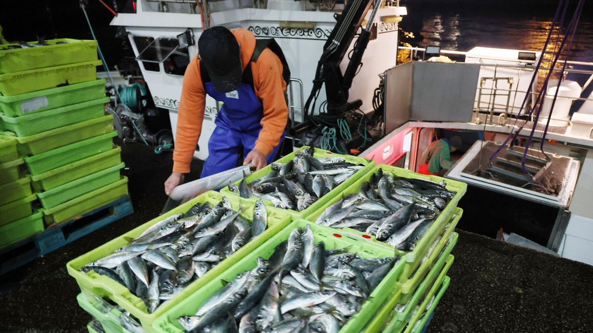 Descarga de pescado en la lonja de Vigo.