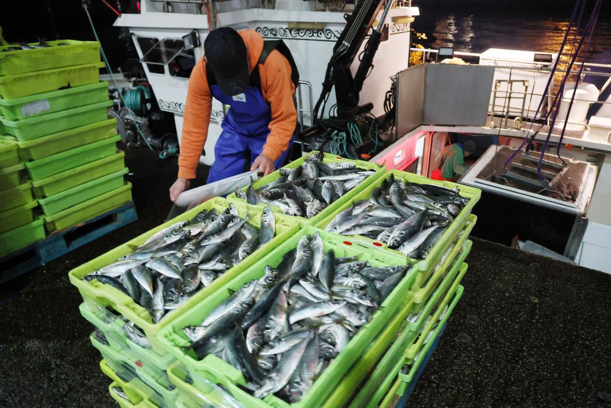 Descarga de pescado en la lonja de Vigo.
