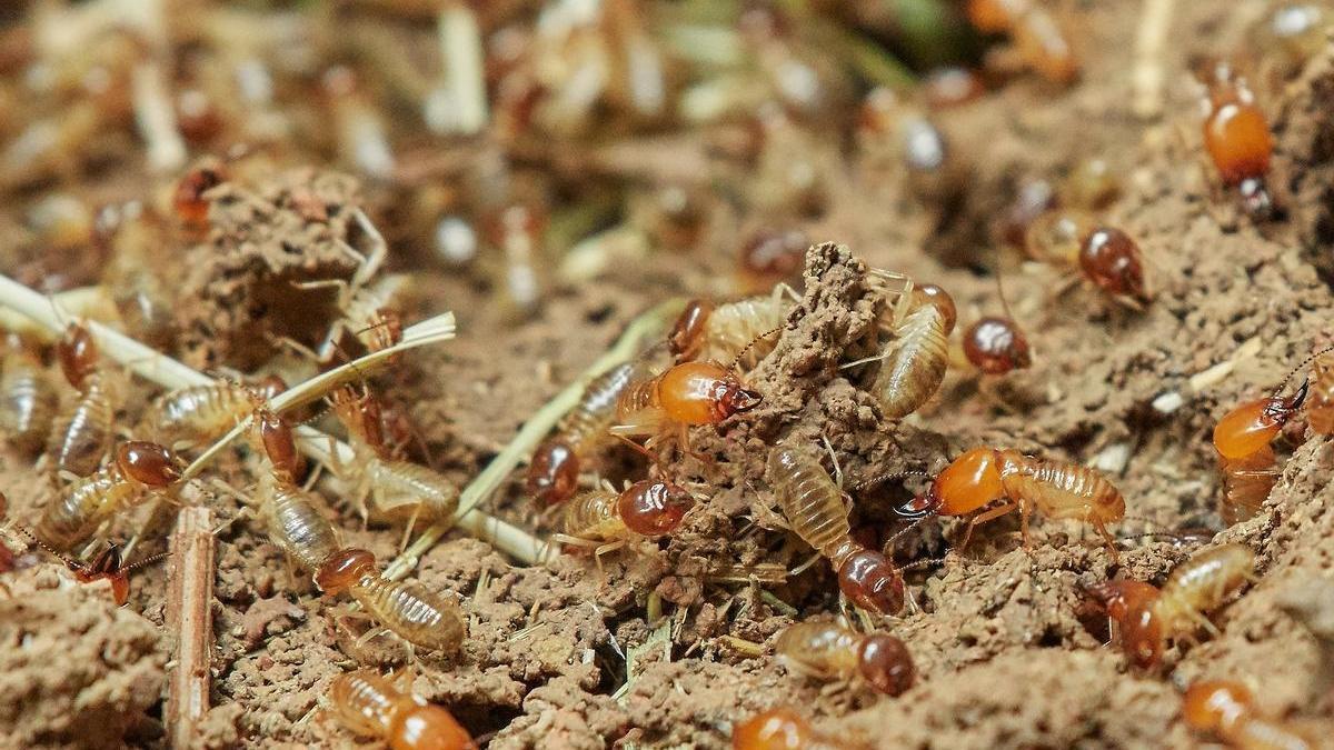 Una colonia de termitas, las invasoras silenciosas
