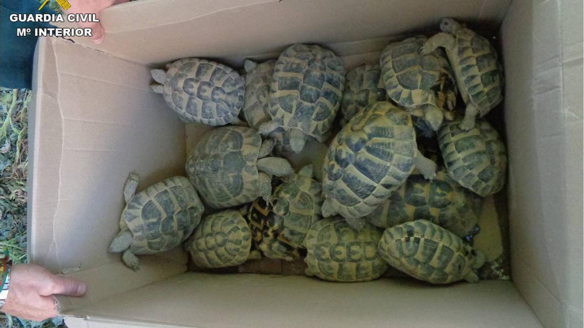 Estado en el que se encontraban las tortugas recuperadas en Elche.