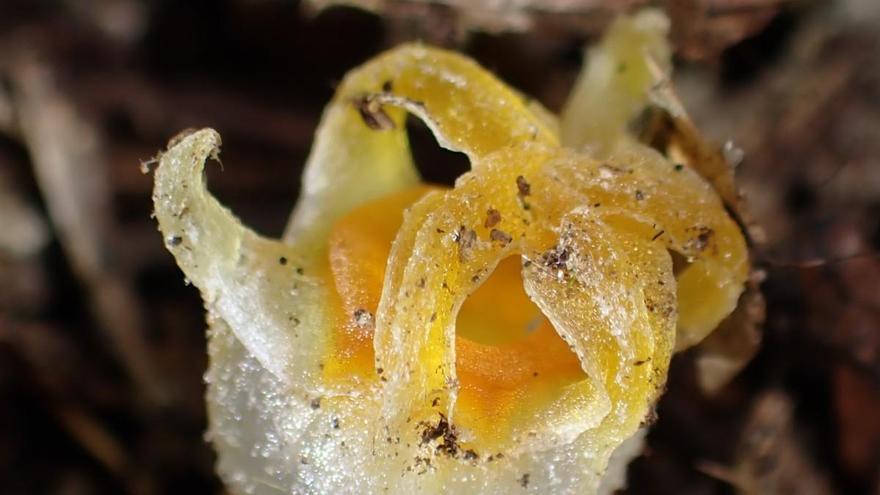 La increíble historia de la linterna de las hadas japonesa: la planta extinta que ha reaparecido
