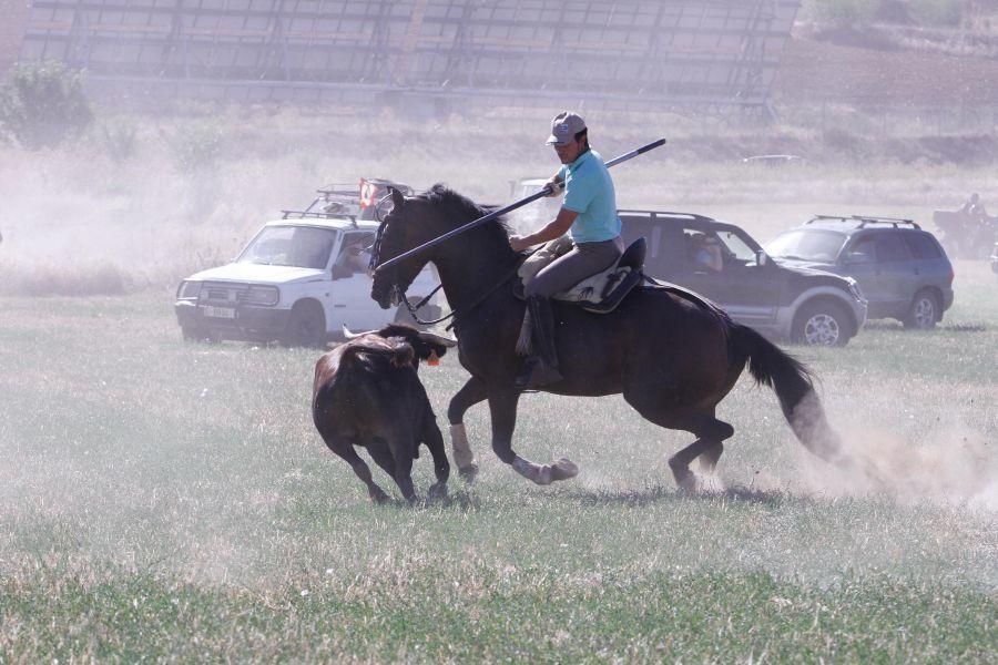 Encierro de campo en Madridanos