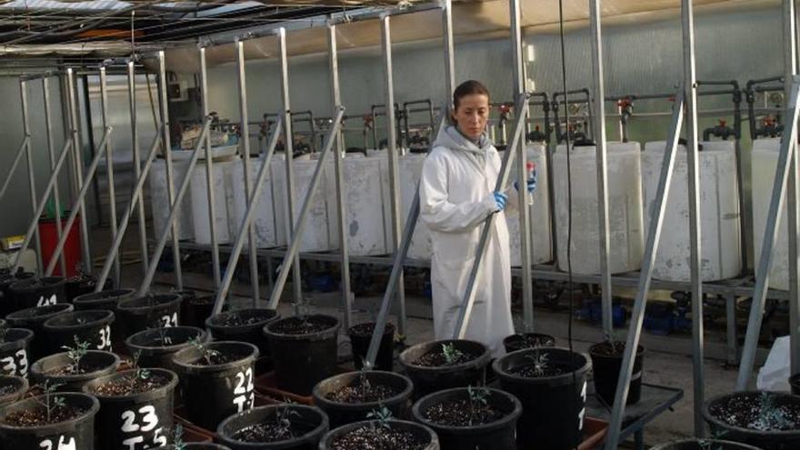 Tomates más saludables pese a las altas temperaturas