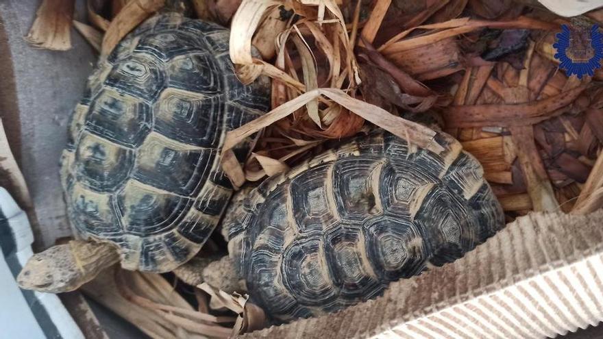 Trasladan al centro de recuperación de fauna a dos tortugas moras encontradas en Murcia