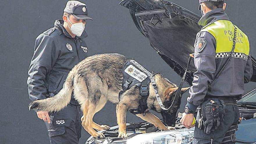 El pastor alemán Vúcker es el nuevo miembro de la Policía de Calasparra