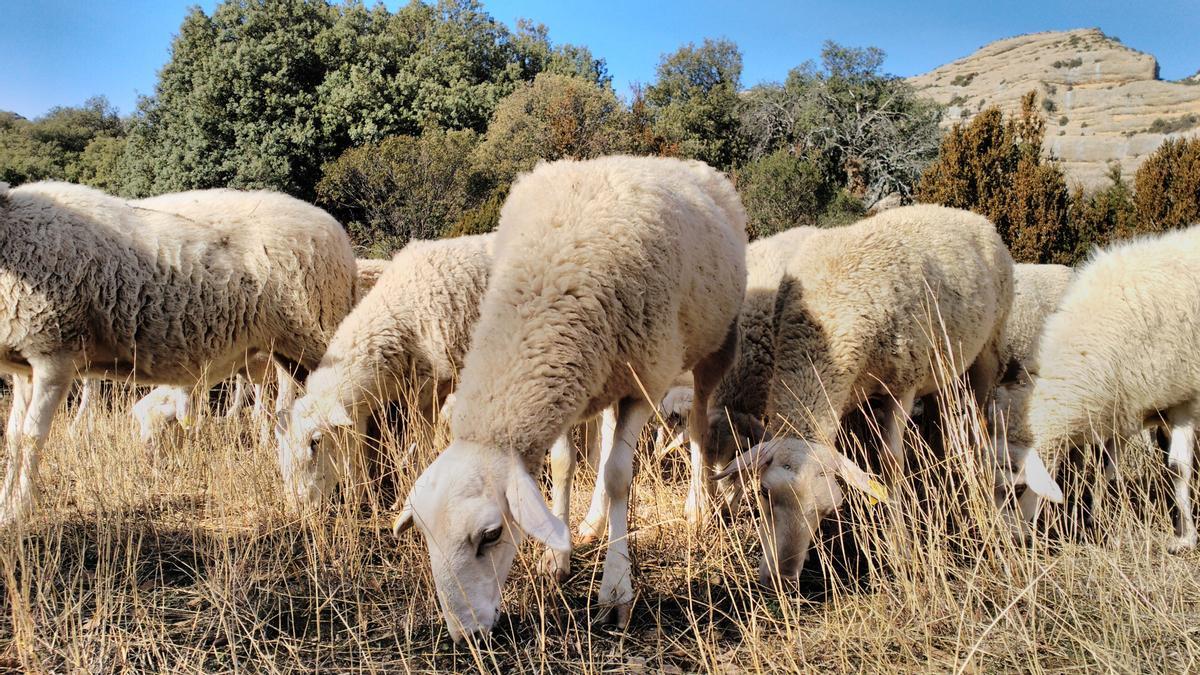 Un rebaño de ovejas en un campo aragonés.