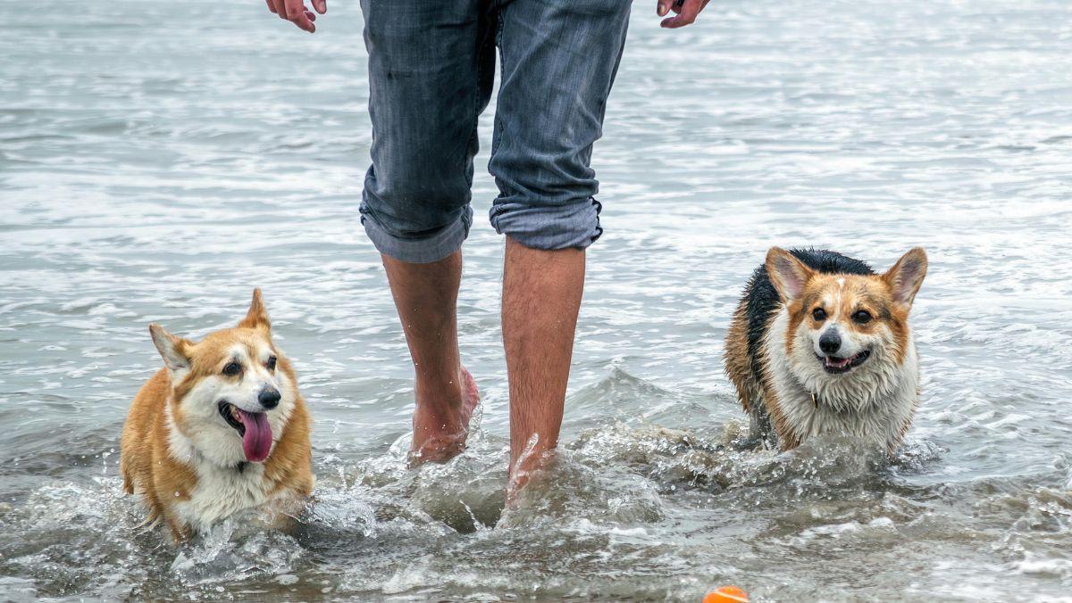 España ya tiene más de 100 playas para perros: estas son las más recomendadas para ir este verano
