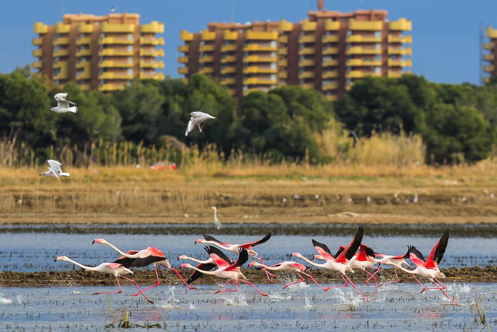 Los flamencos invaden l'Albufera