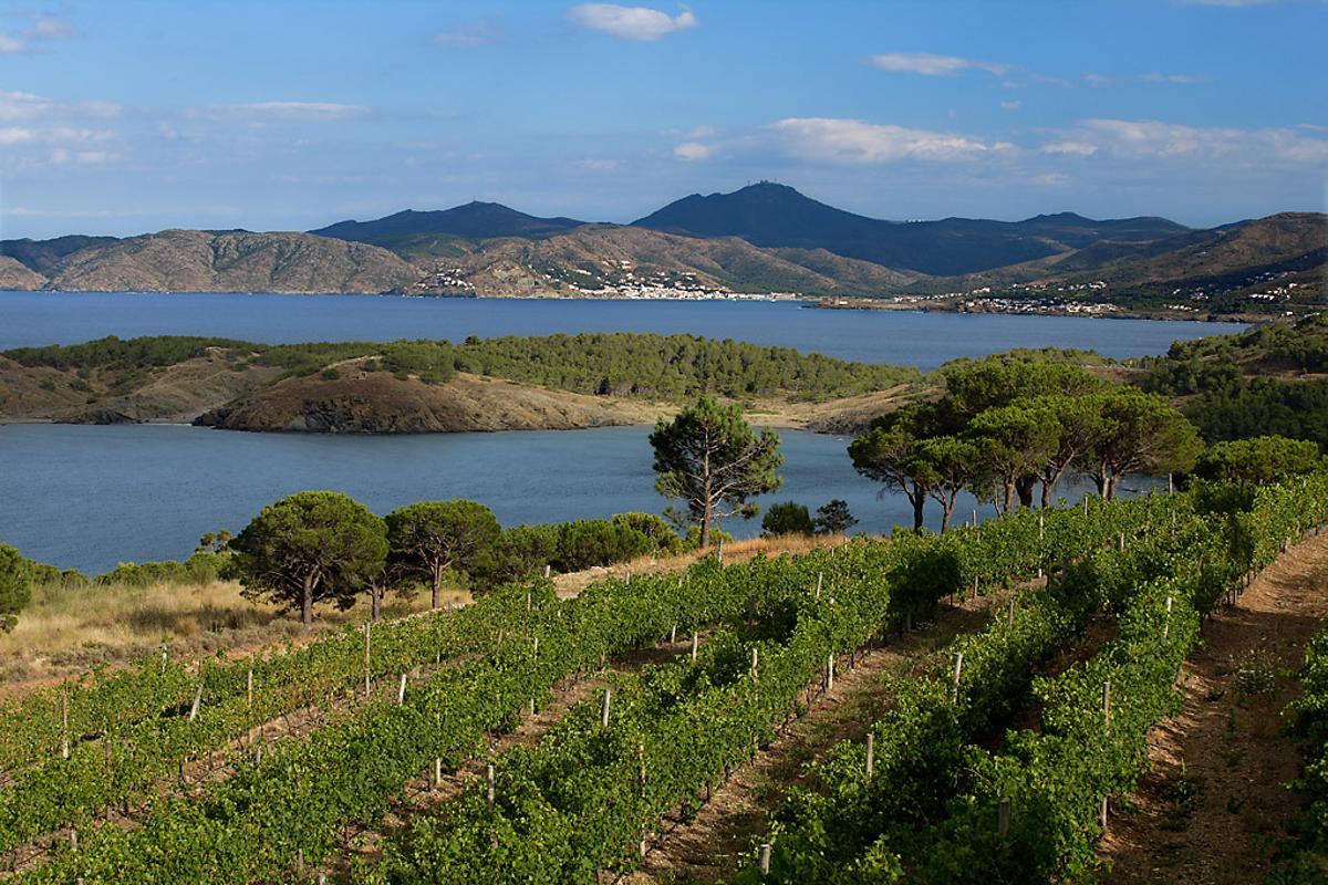 Una tercera parte de los viñedos de la DO Empordà tienen más de treinta años y un 3% más de un siglo