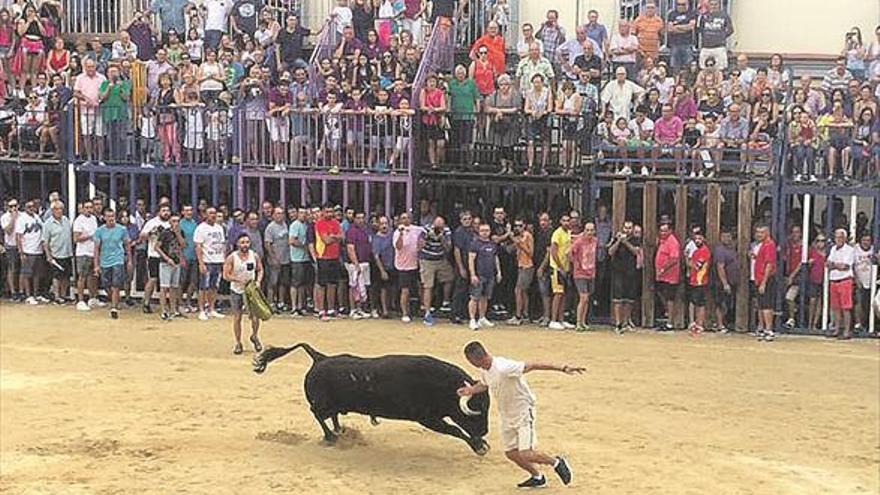 Nules exhibirá 4 toros cerriles en sus fiestas más culturales