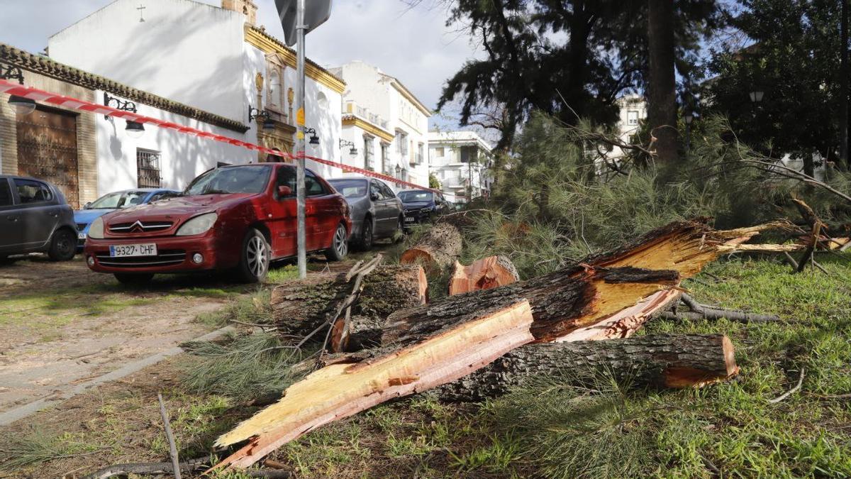 Estado del árbol caído sobre varios coches en La Magdalena.