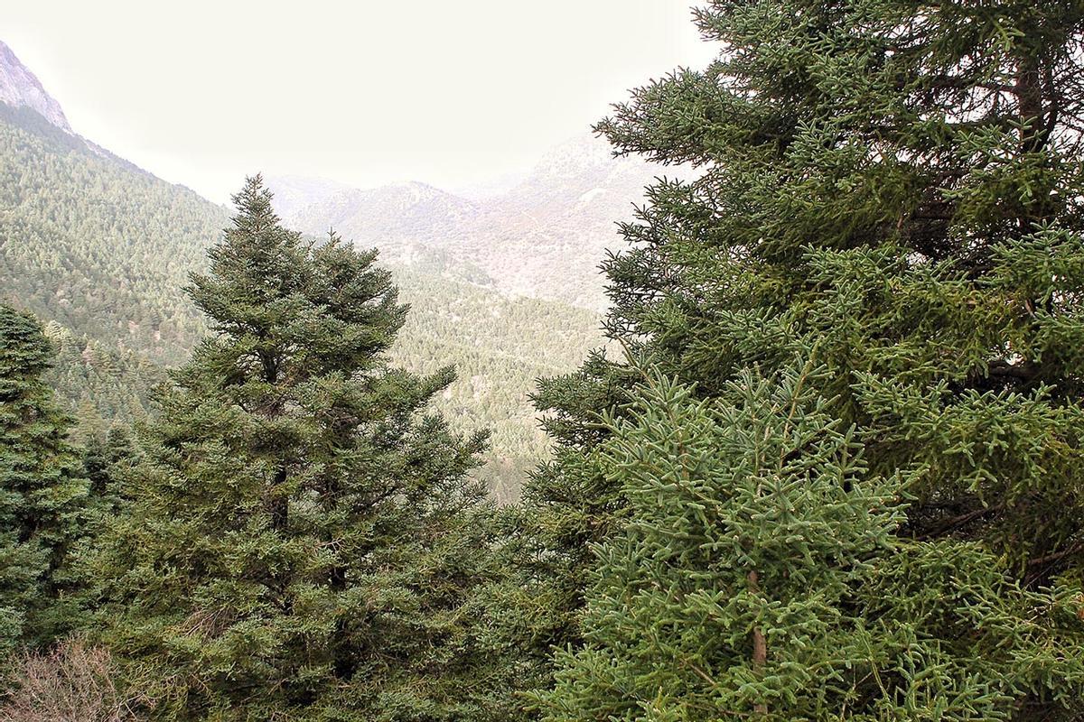 Bosque de pinsapos de Grazalema