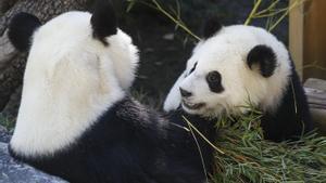 La nueva pareja de pandas del Zoo de Madrid ya ha pasado su primera noche en la capital