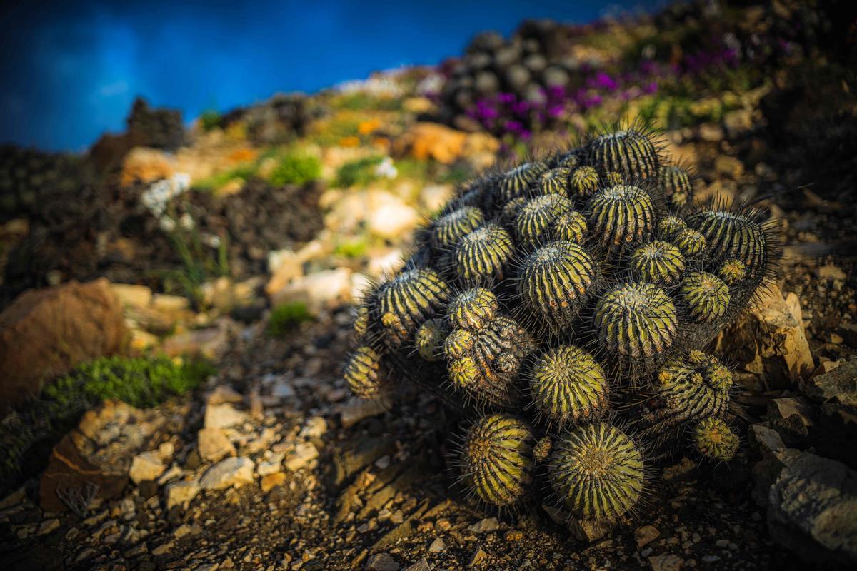 Las flores colorean el desierto de Atacama, en Chile