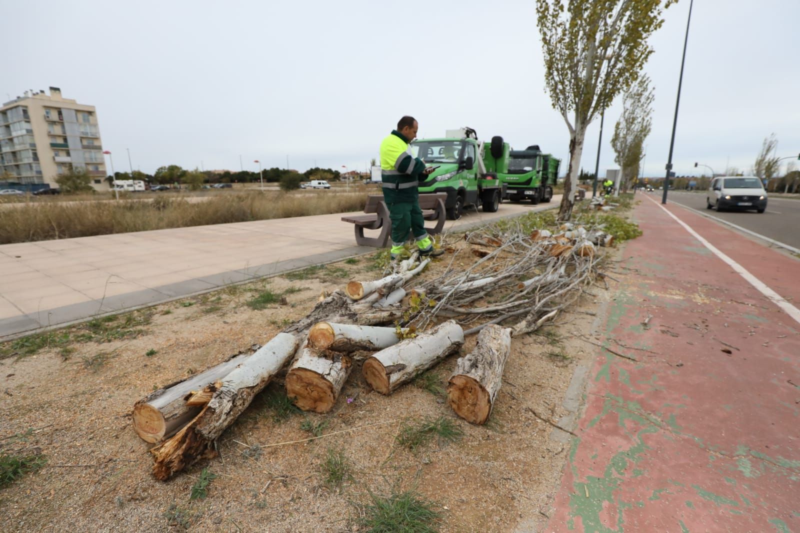 Retirada de árboles caídos tras la fuerte tormenta caída el lunes en Zaragoza