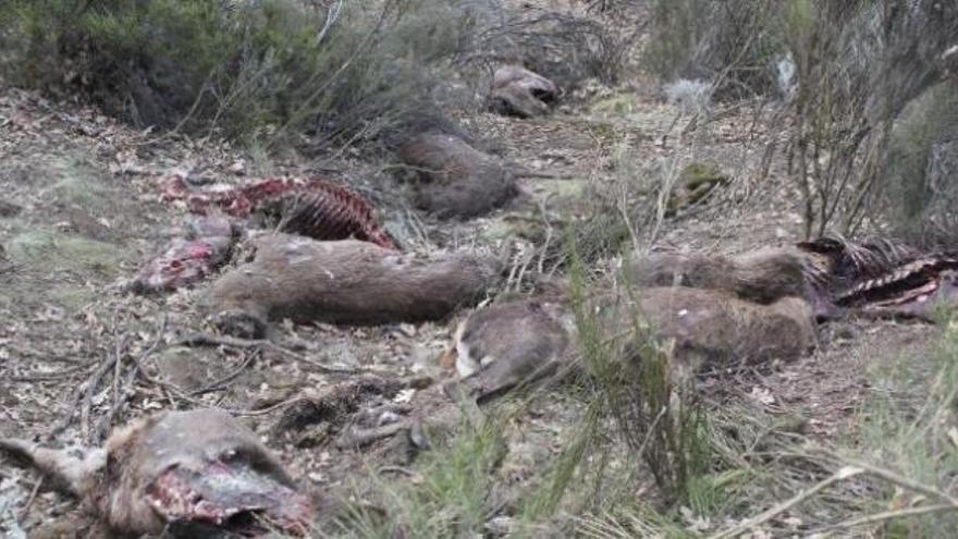 Cadáveres de ciervos abatidos, decapitados y esparcidos por un pago de Palacios de Sanabria.