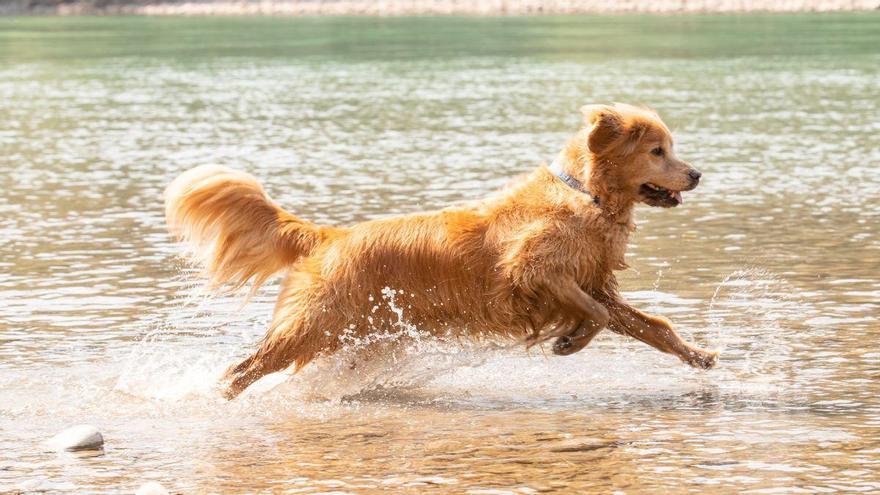 Las 5 razas de perro que más disfrutan del agua: algunas nac
