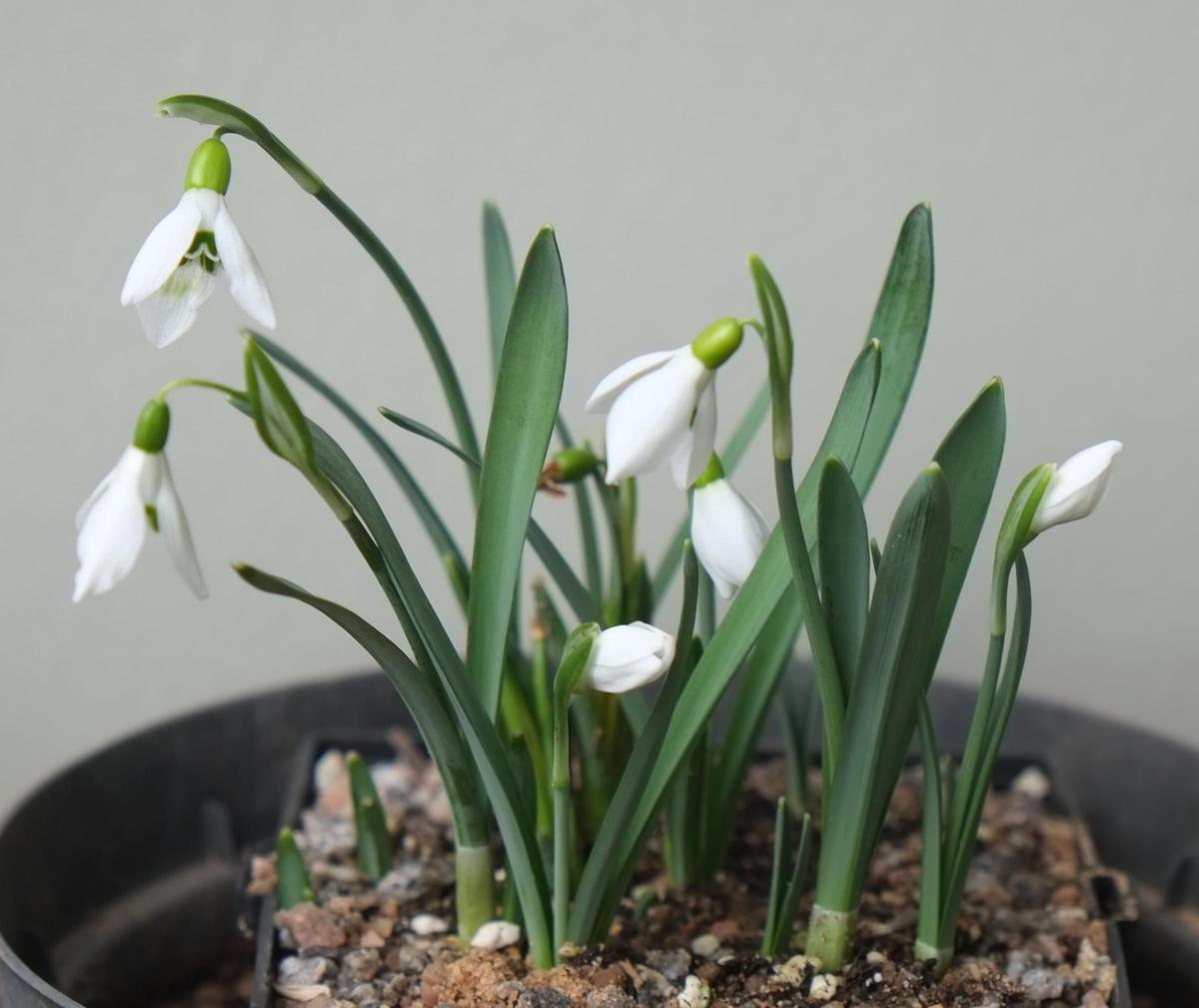 La campanilla de invierno Galanthus subalpinus fue descrita como una nueva especie gracias al análisis de su secuencia de ADN y datos del tamaño de su genoma.